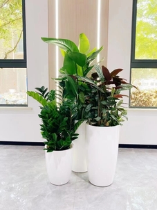 宁波镇海花卉租赁公司